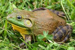 牛蛙中的兽药残留超标怎么看？