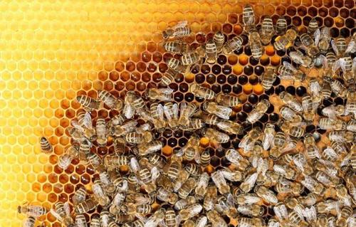 蜂蜜中频繁检测出兽药残留超标，大家还敢放心食用蜂蜜吗?