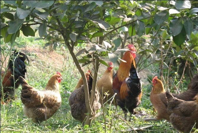 兽药残留检测仪预防农家土鸡饲养检测出多西环素超标